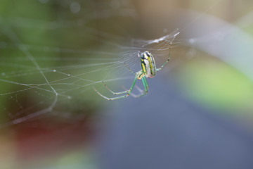 Green and Yellow Spider
