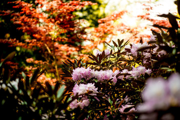 長安寺のシャクナゲ