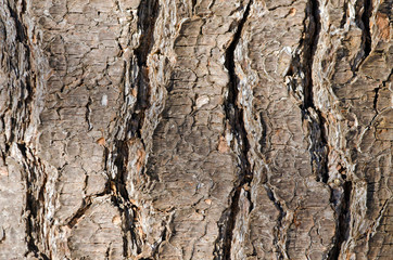Bark Tree texture