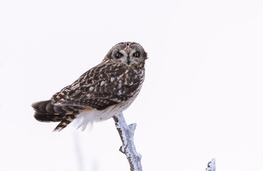 Short eared owl in the wild