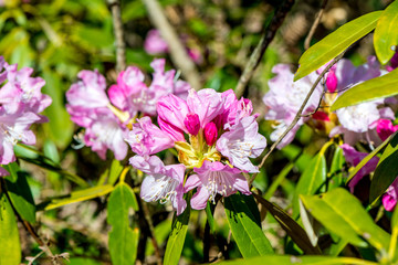長安寺のシャクナゲ