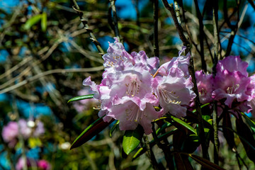 Obraz premium 長安寺のシャクナゲ