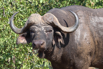 Obraz premium Kaffernbüffel / Buffalo / Syncerus caffer