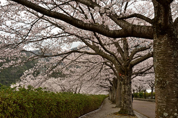 桜のトンネル