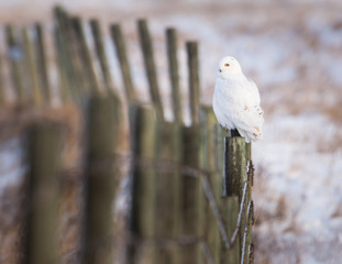 Snowy owl in the wild