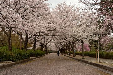 Obraz premium 桜のトンネル