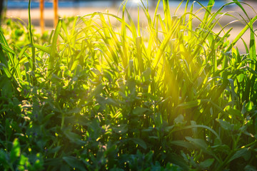 Long blades of green grass backlit by sun