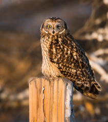 Short eared owl in the wild