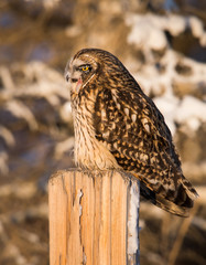 Short eared owl in the wild