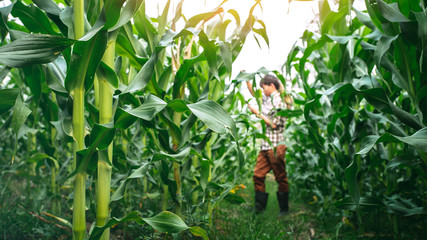 Obraz premium Close up corn leaves with young farmer background.