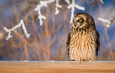 Short eared owl in the wild
