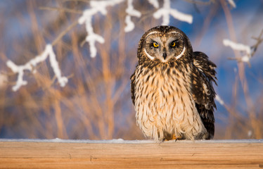 Short eared owl in the wild