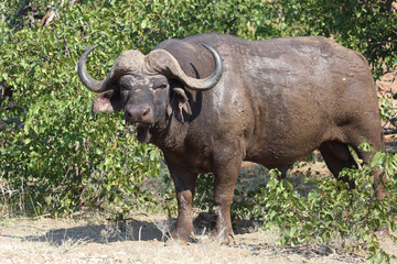 Fototapeta premium Kaffernbüffel / Buffalo / Syncerus caffer