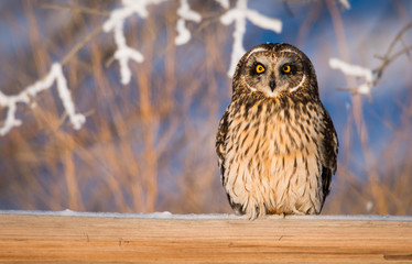 Short eared owl in the wild