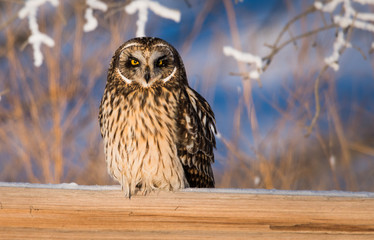 Short eared owl in the wild