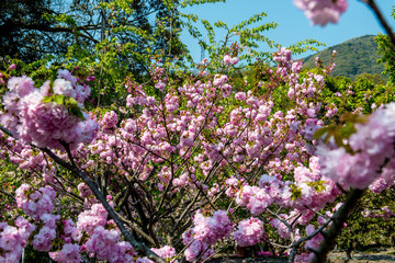 Obraz premium 真玉の八重桜
