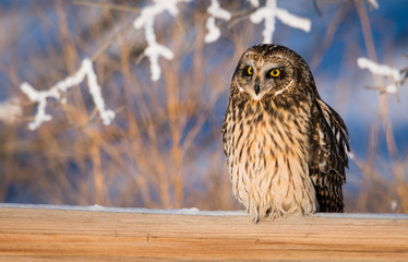 Short eared owl in the wild
