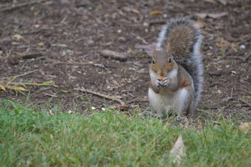 Squirrel on the grass