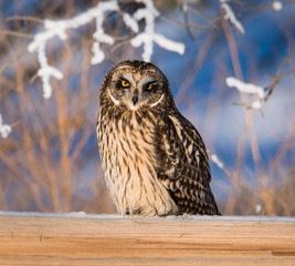Short eared owl in the wild