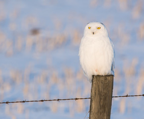 Snowy owl in the wild
