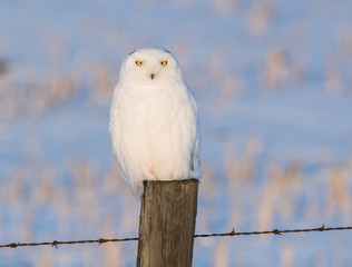 Snowy owl in the wild