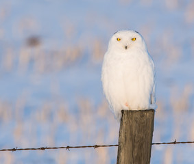 Snowy owl in the wild