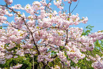 真玉の八重桜