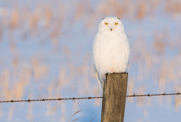Snowy owl in the wild