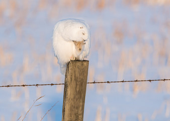 Snowy owl in the wild
