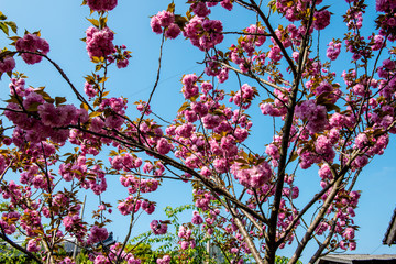 真玉の八重桜