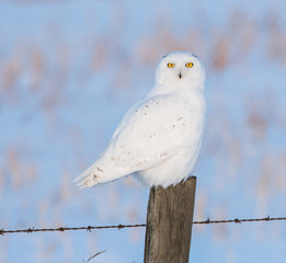 Snowy owl in the wild