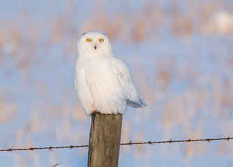 Snowy owl in the wild