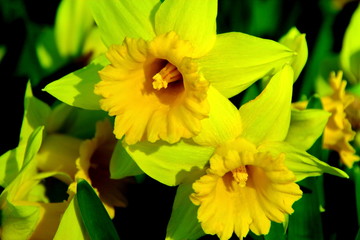 北海道札幌市熊ノ沢公園の水仙の花の風景
