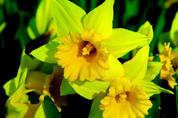 北海道札幌市熊ノ沢公園の水仙の花の風景