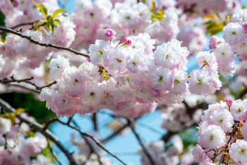真玉の八重桜