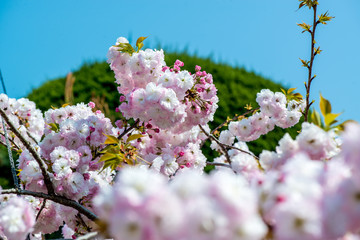 真玉の八重桜