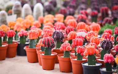 Gymnocalycium cactus colorful red and yellow flowers cactus beautiful in pot planted in the garden nursery farm