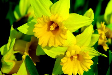 北海道札幌市熊ノ沢公園の水仙の花の風景