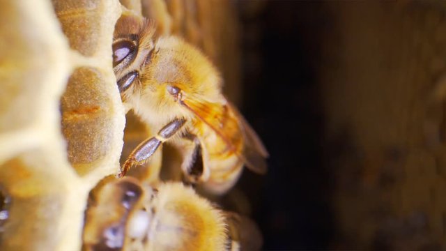 Still Macro shot of honey bees working the honeycomb in the hive in slow motion