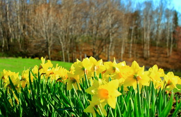 Obraz premium 北海道札幌市熊ノ沢公園の水仙の花の風景
