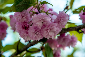 Fototapeta premium 真玉の八重桜