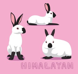 Rabbit Himalayan Cartoon Vector Illustration