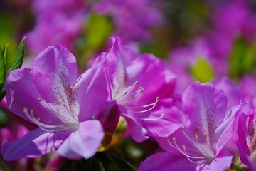 つつじの花が満開の春の風景