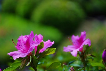 Fototapeta premium つつじの花が満開の春の風景