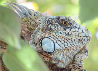 IGUAN