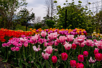 久住高原のチューリップ