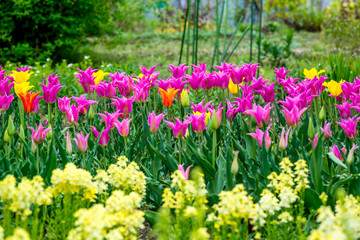 久住高原のチューリップ