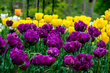 久住高原のチューリップ