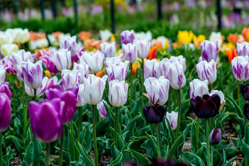 久住高原のチューリップ