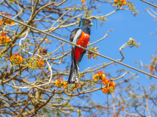 SURUCUA DE BARRIGA VERMELHA